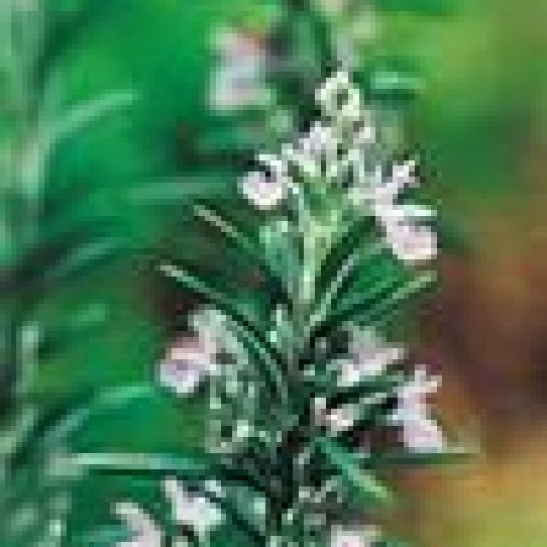 Rosemary Extract